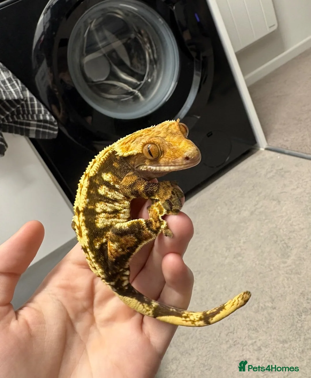 Gecko reptiles for sale: Female Crested Gecko for sale  - Advert 2