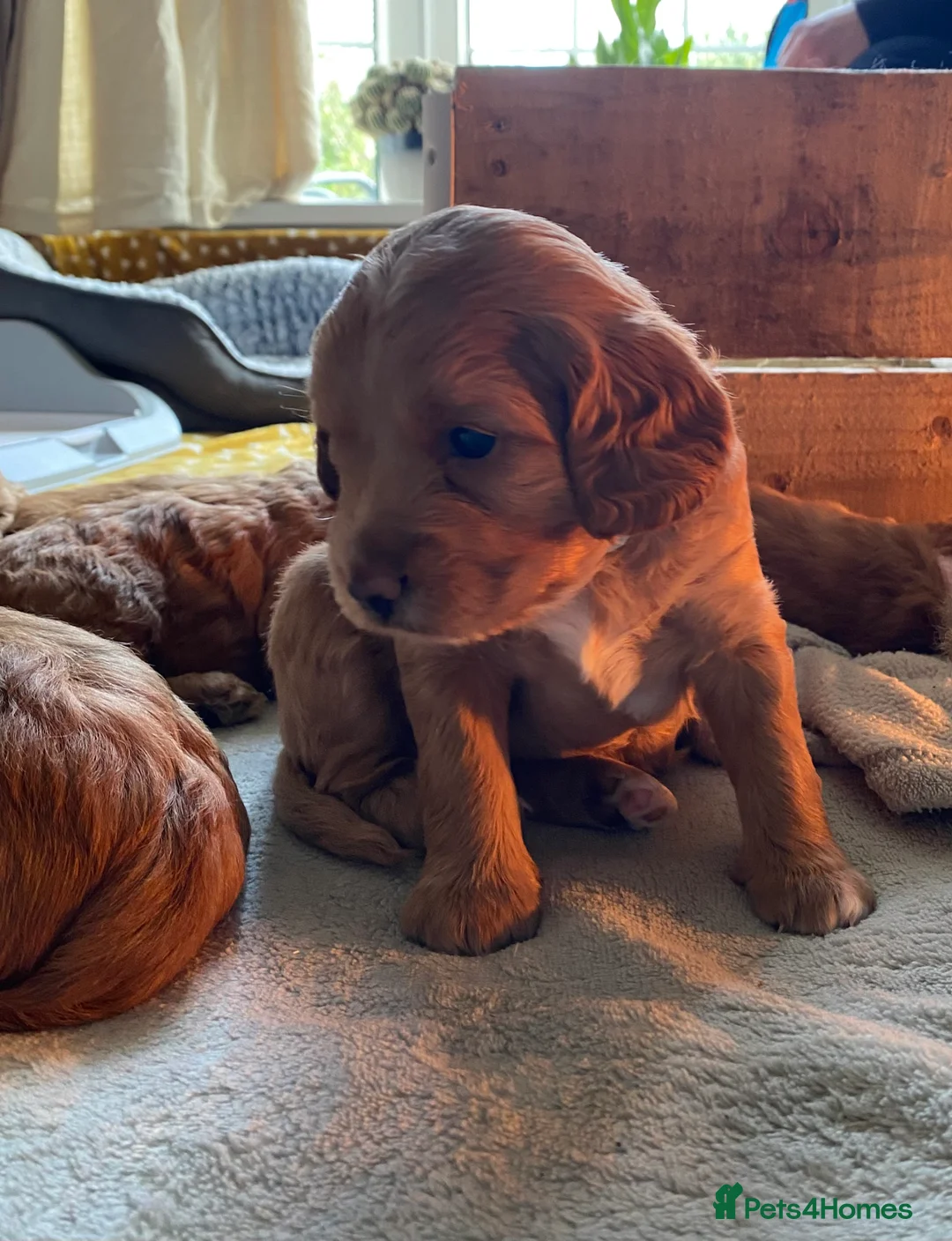 Mixed Breed dogs for sale: Beautiful Cavacockapoo puppies, only two left!  - Advert 5