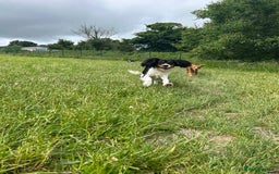 Cockalier dogs for sale: Rehoming Two Young Female Spaniels  - Image 8