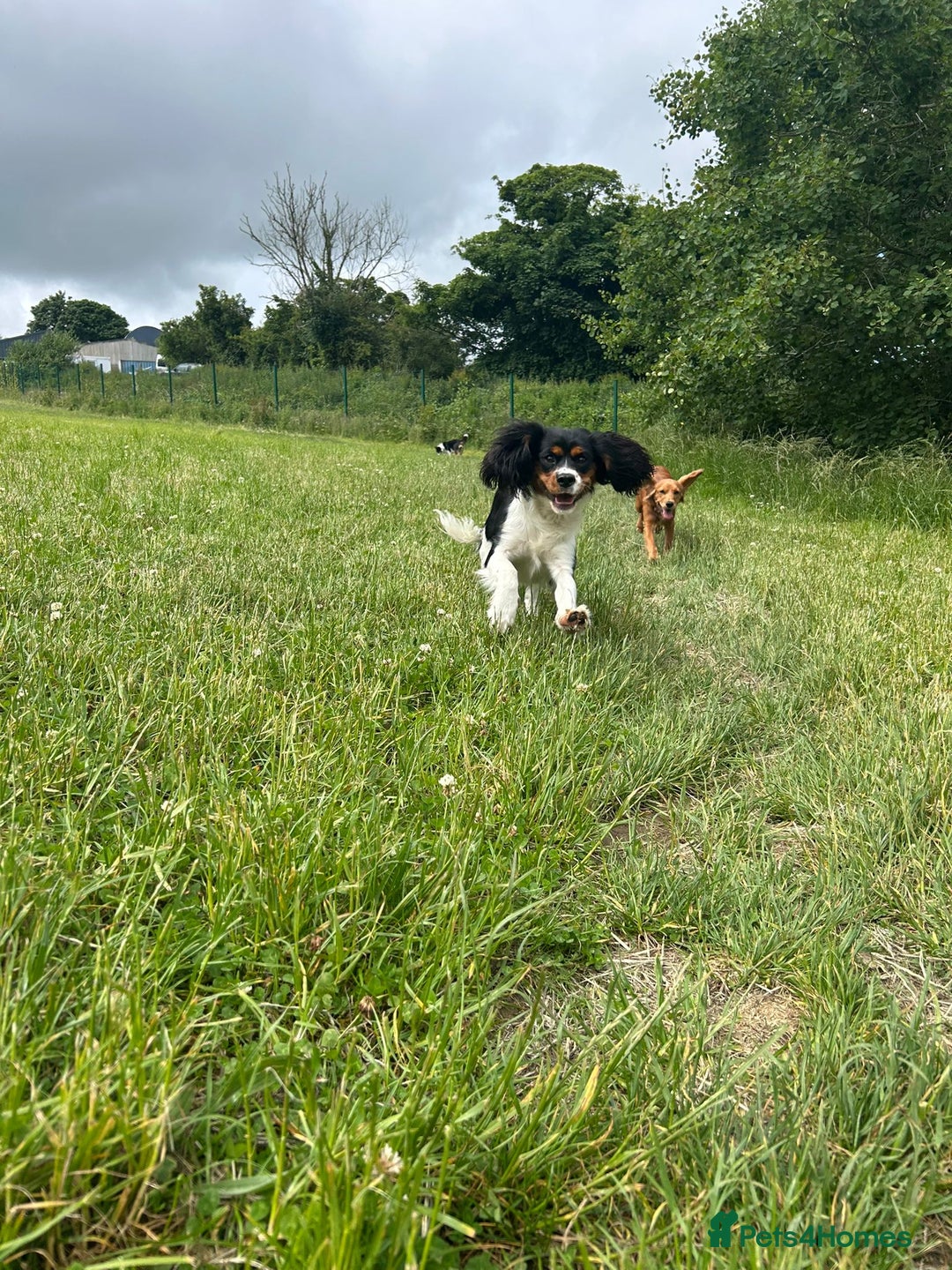 Cockalier dogs for sale: Rehoming Two Young Female Spaniels  - Image 8
