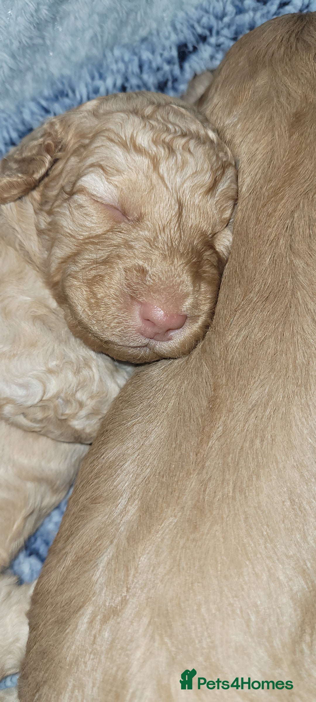 Cockapoo dogs for sale: F3b Merle Cockapoos - Image 21
