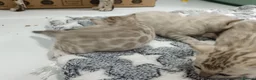 Bengal cats for sale: F6 Tica Reg Bengals - Advert 8
