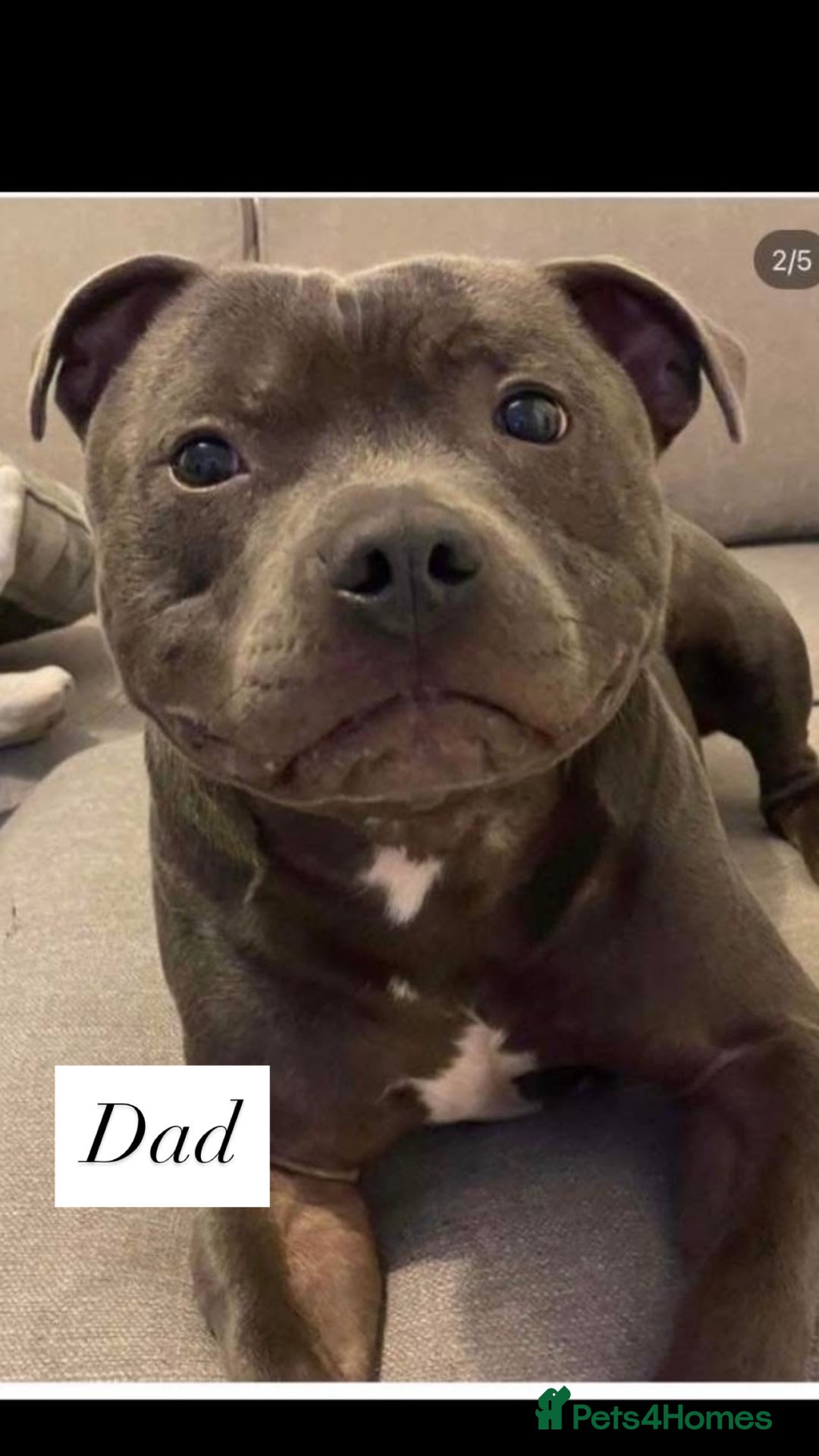 Staffordshire Bull Terrier dogs for sale: 5 beautiful blue Staffordshire puppies  - Advert 10