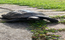 Tortoise reptiles for sale: Male tortoise  - Image 1