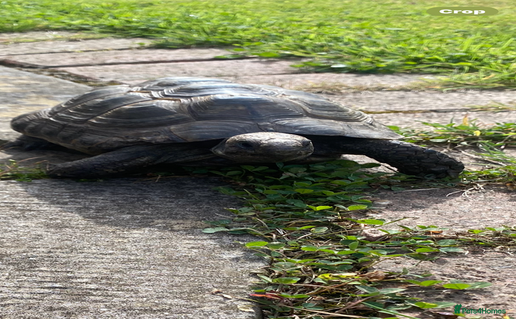 Tortoise reptiles - Advert 2