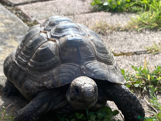 Tortoise reptiles - Advert 9