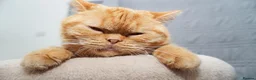 British Shorthair cats for sale: British shorthair  - Advert 1