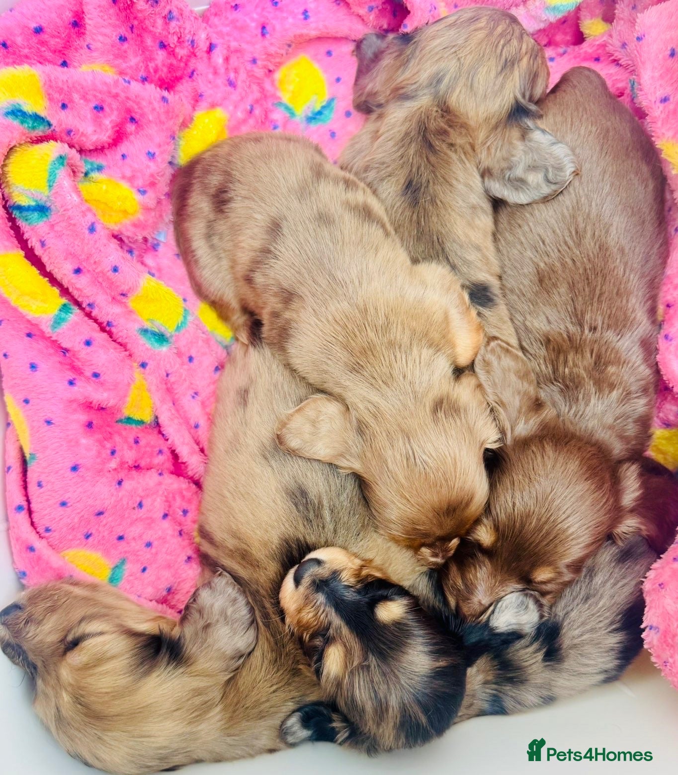 Miniature Dachshund dogs Long haired miniature dachshund puppies - Advert 7