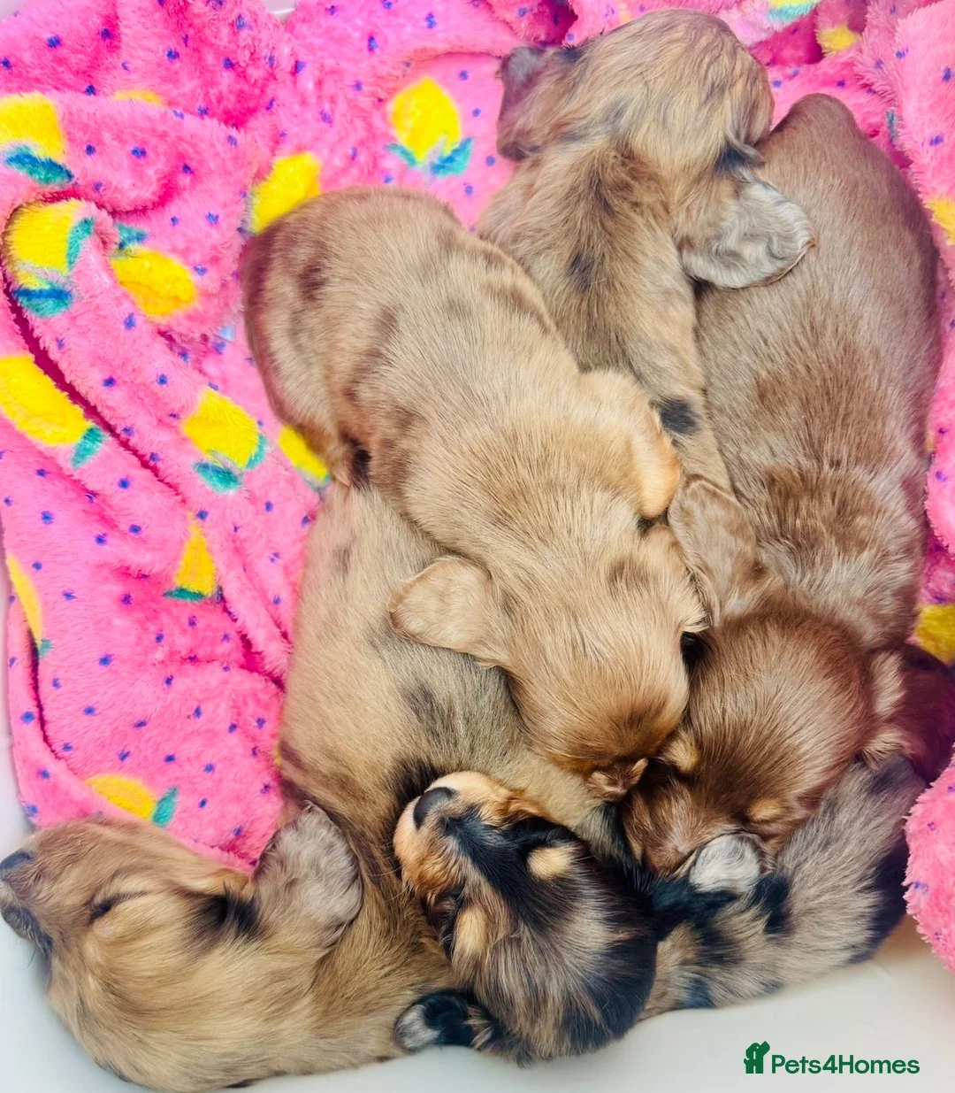 Miniature Dachshund dogs for sale: Long haired miniature dachshund puppies - Advert 1