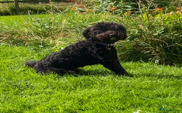 Labradoodle dogs for stud: Multi generation labradoodle. - Image 5