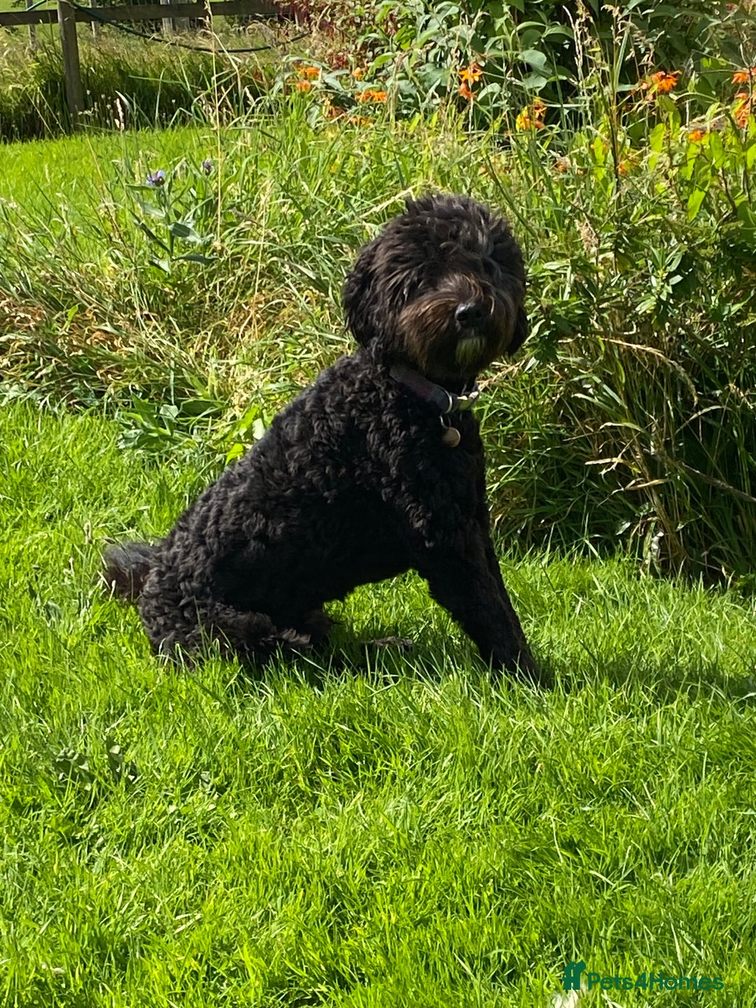 Labradoodle dogs for stud: Multi generation labradoodle. - Image 5