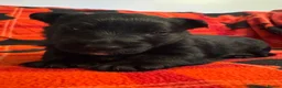 Scottish Terrier dogs for sale: Stunning Pedigree Scottish Terrier Puppies  - Advert 31