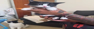 Domestic Shorthair 4