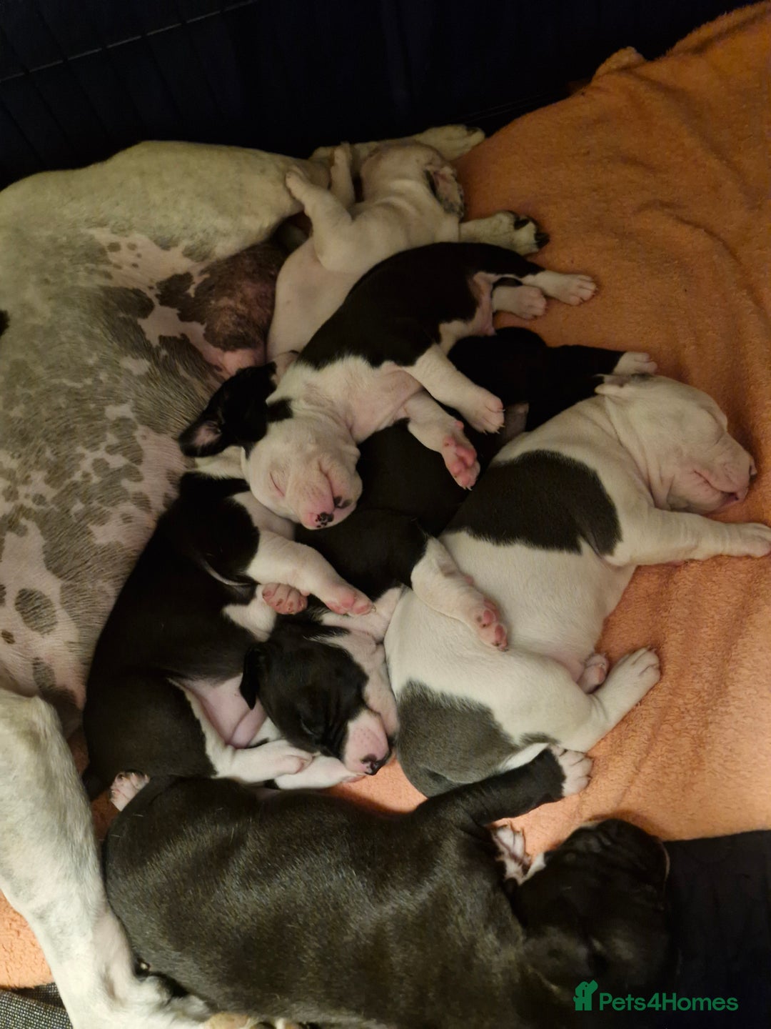 Staffordshire Bull Terrier dogs for sale: From Our Family to Yours - Image 17