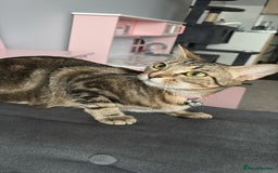 Domestic Shorthair cats for sale: kittens for sale❤️ - Image 6