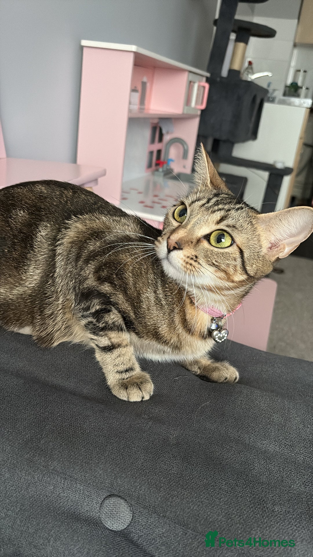 Domestic Shorthair cats for sale: kittens for sale❤️ - Image 6