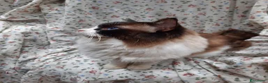 Ragdoll Bi-Colour