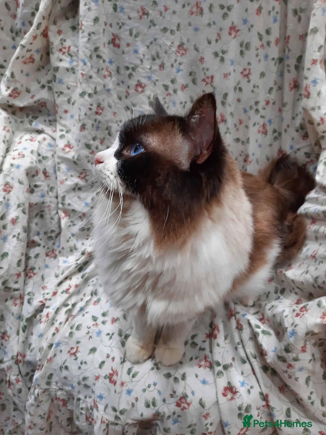 Ragdoll cats for sale: ACTIVE GCCF & TICA Bi-Colour Ragdoll Proven Male - Advert 7