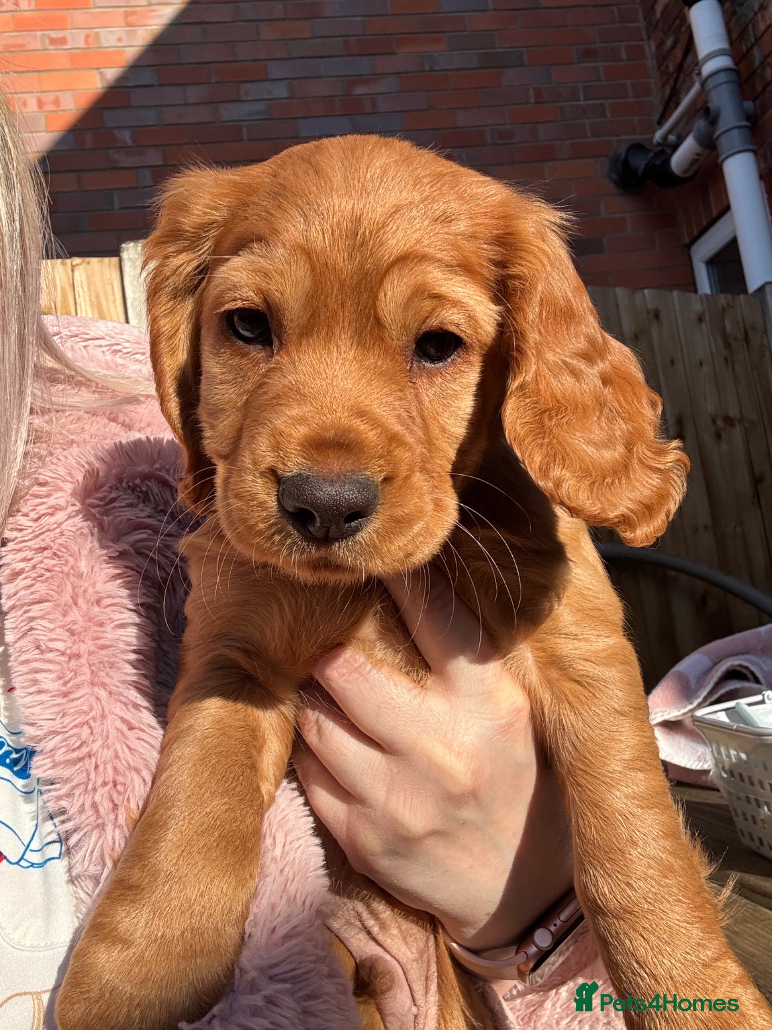 Cocker Spaniel dogs *READY NOW* 2 Boys KC Reg Working Cocker Spaniels  - Advert 5