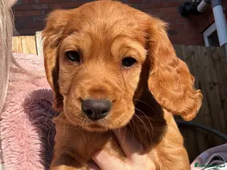 Cocker Spaniel dogs *READY NOW* 2 Boys KC Reg Working Cocker Spaniels - Advert 4