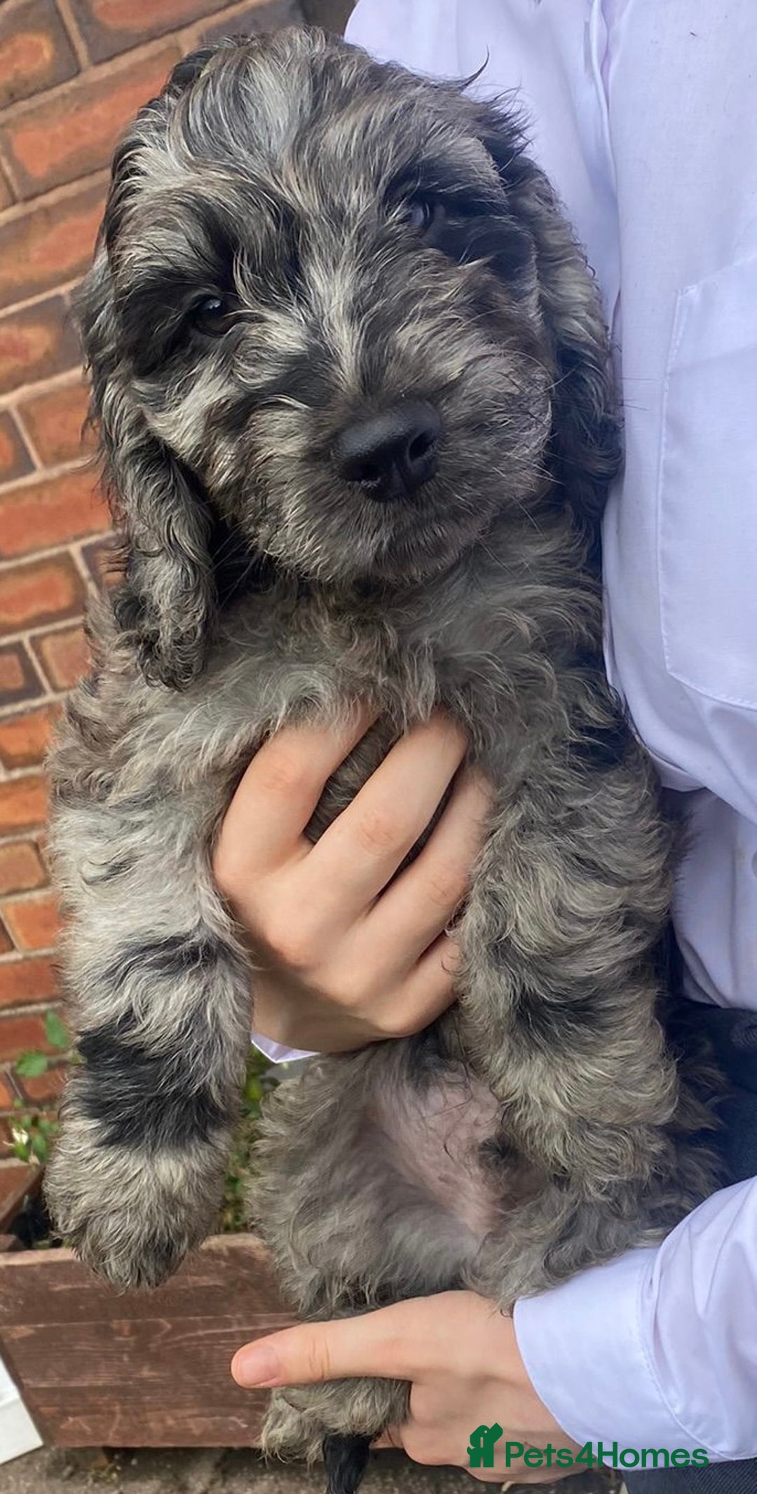 Poodle dogs for stud: Stunning Well Proven Miniature Merle Poodle in Newcastle - Advert 16