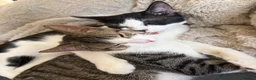 Mixed Breed cats for sale: 2 beautiful male cats for sale - Advert 4