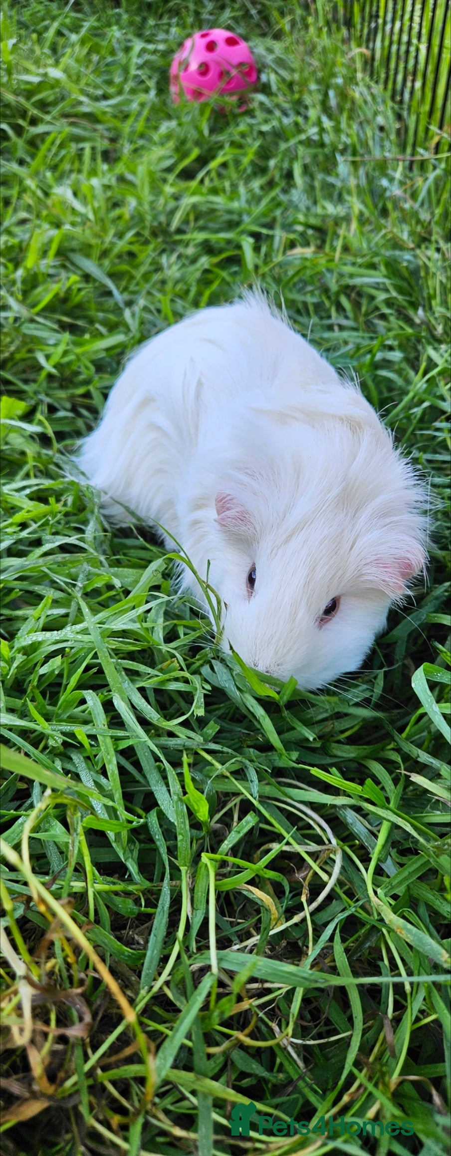 Guinea Pig rodents Guinea pigs  - Advert 19