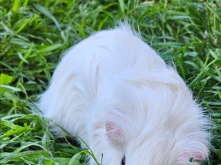 Guinea Pig rodents Guinea pigs - Advert 19