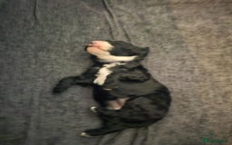Cockapoo dogs for sale: Beautiful f2b cockapoos  - Image 13