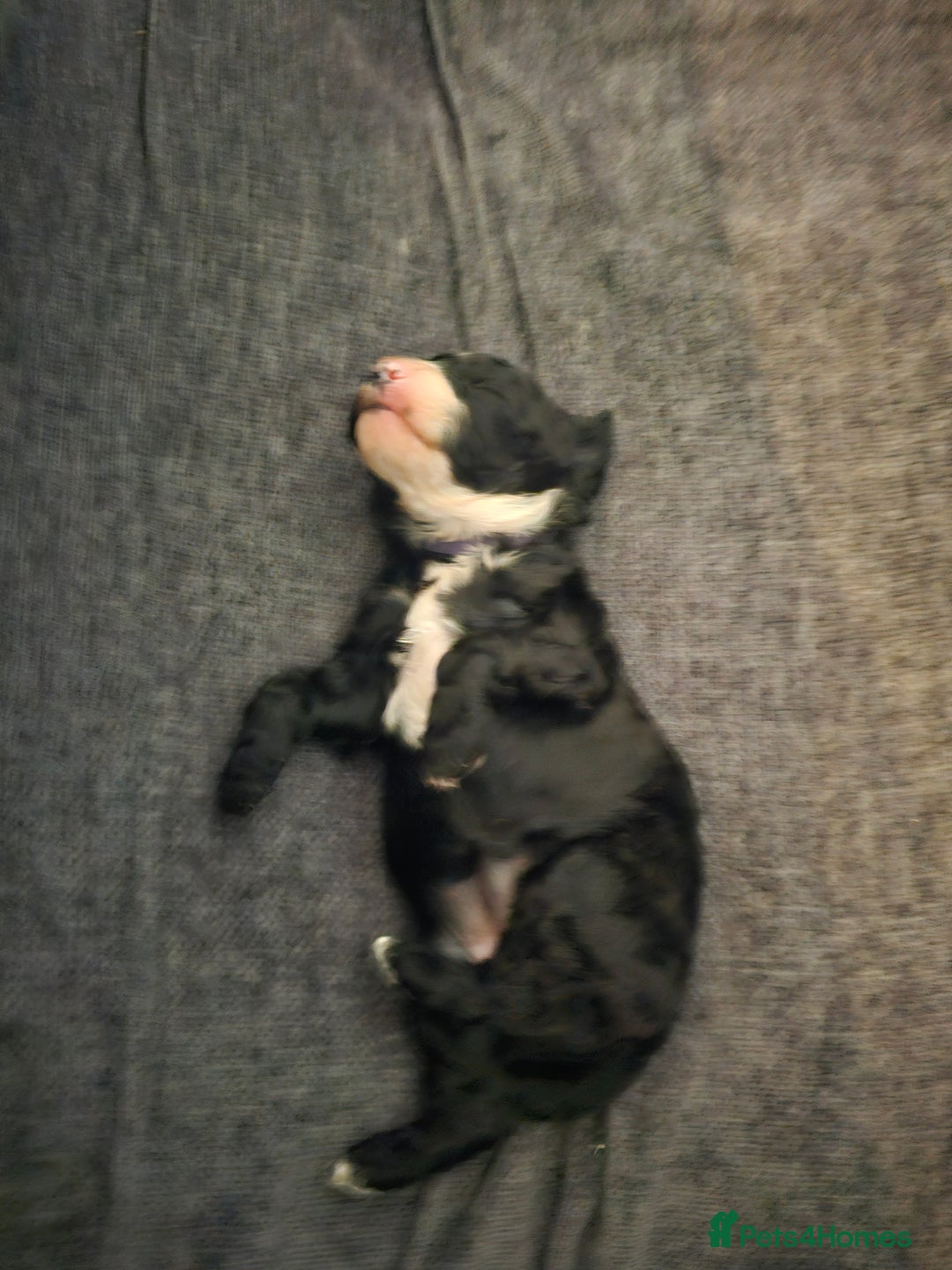 Cockapoo dogs for sale: Beautiful f2b cockapoos  - Image 13