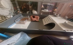 Ferret rodents for sale: Best little ferret ever - Image 7