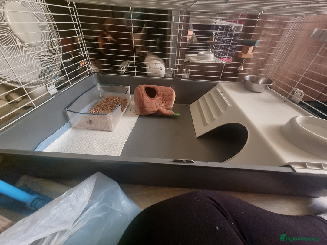 Ferret rodents for sale: Best little ferret ever - Image 7