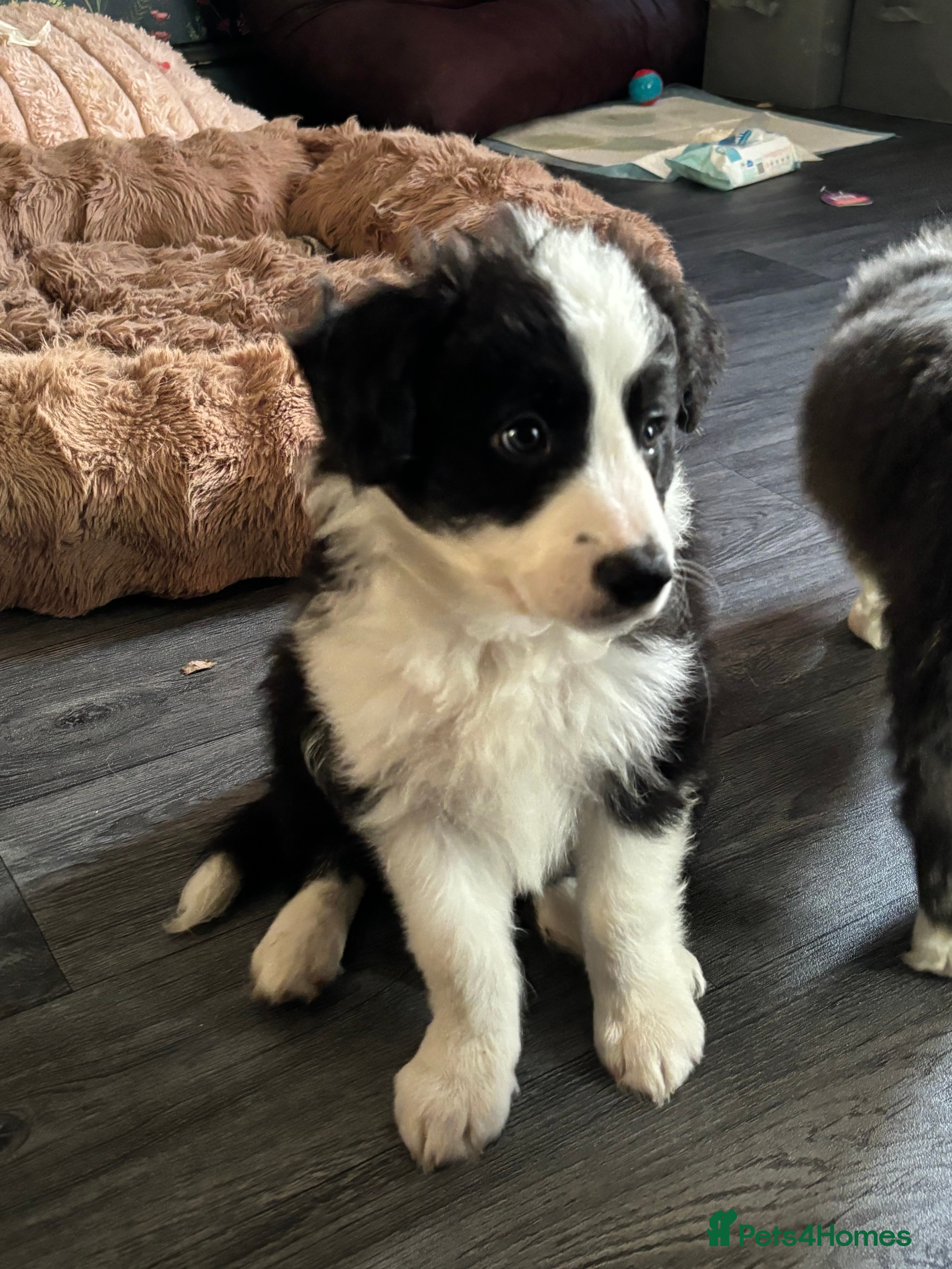 Border Collie dogs 4 border collie puppies - Advert 18