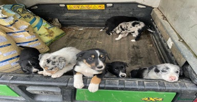 Border Collie dogs - Advert 5