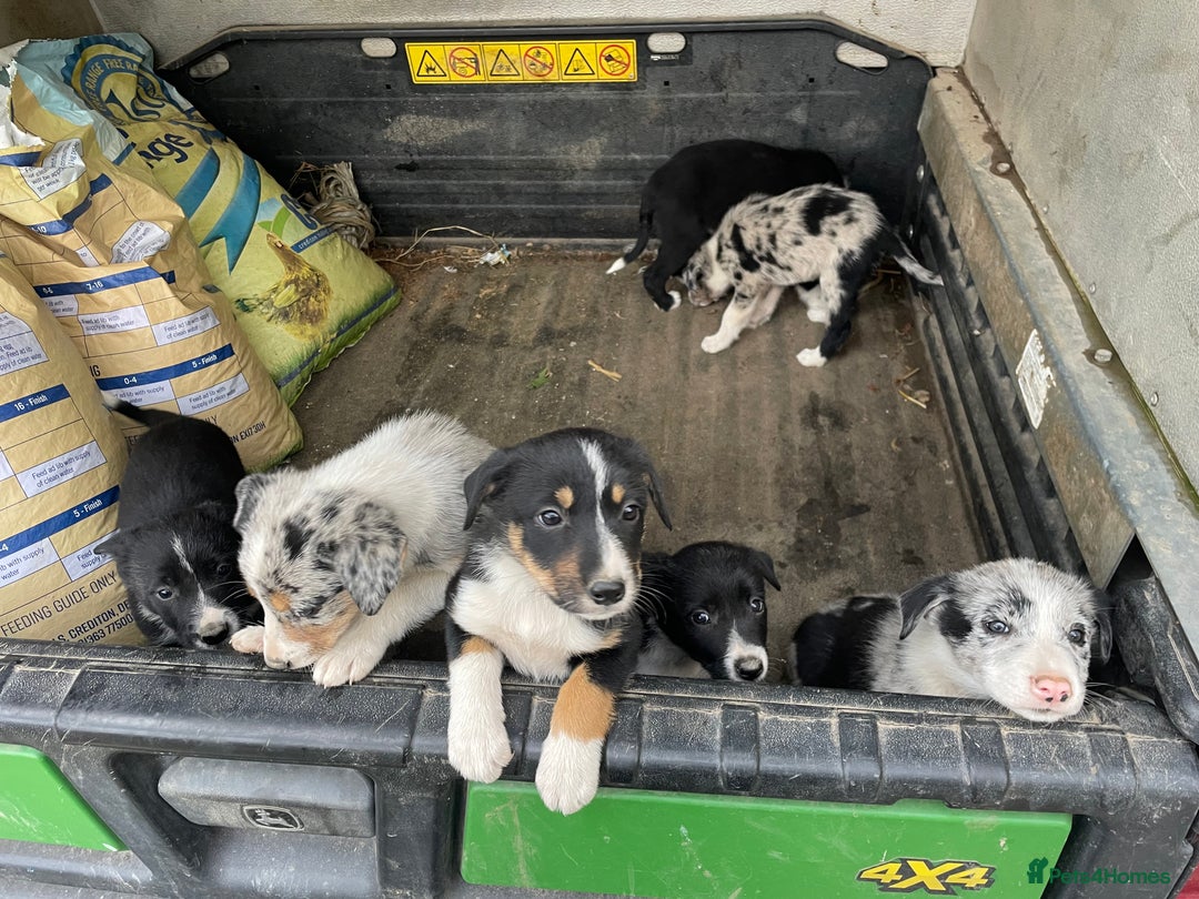 Border Collie dogs for sale: 4 x Female / 3 x Male Blue Merle & B/W Collies - Image 2
