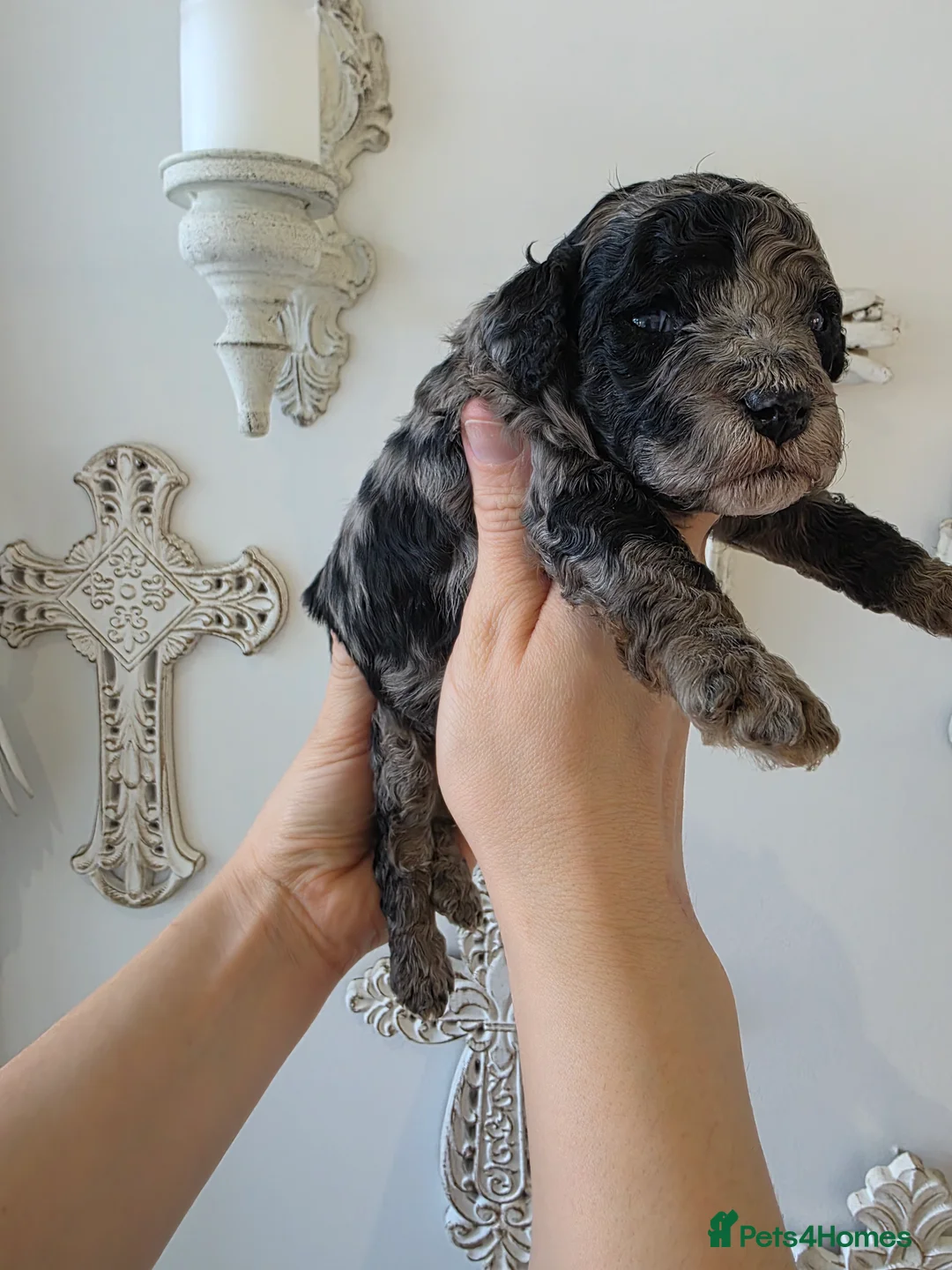 Cavapoo dogs for sale: Beautiful f1b cavapoo boys - Advert 5