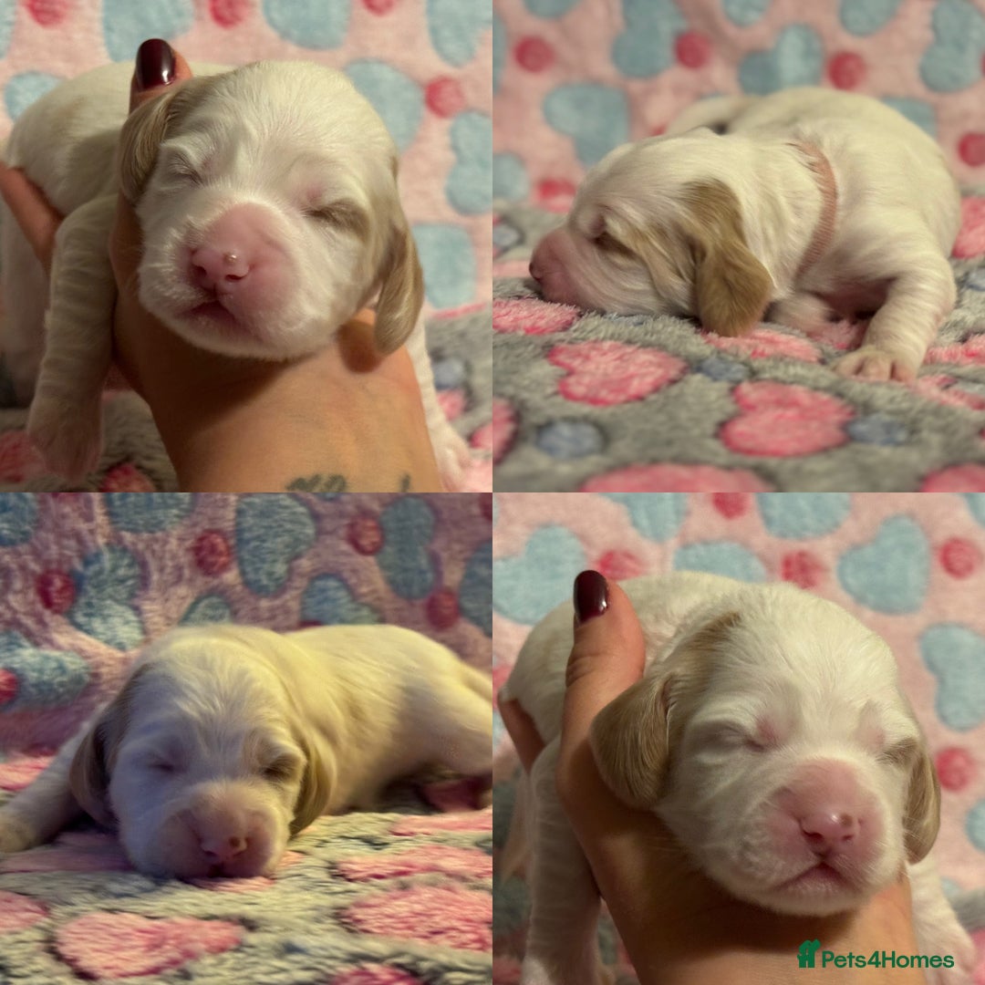 Cockapoo dogs for sale: Gorgeous F2B Cockapoo puppies  - Image 31