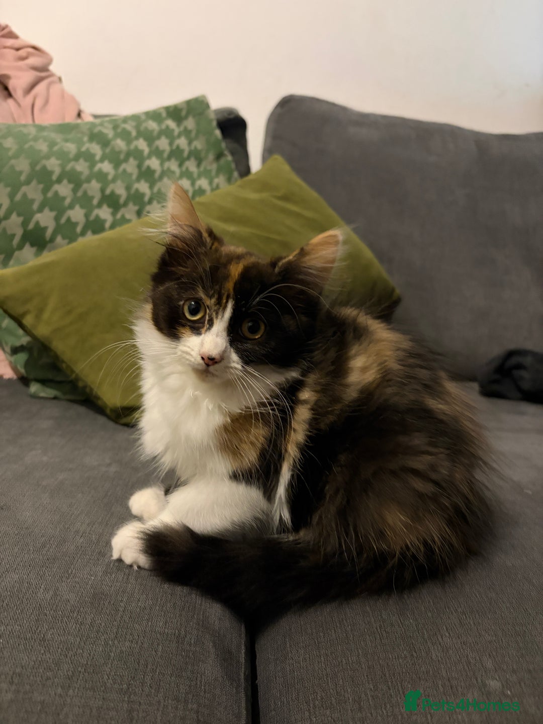 Domestic Shorthair cats for sale: Adorable Kittens Ready for Their Forever Homes - Advert 3