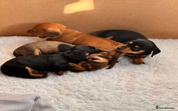 Miniature Dachshund dogs for sale: 5 gorgeous miniature dachshund puppies for sale  - Image 4