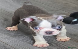 Boston Terrier dogs for sale: last Blue girl Bosto Terrier offers considered  in Leeds - Image 4