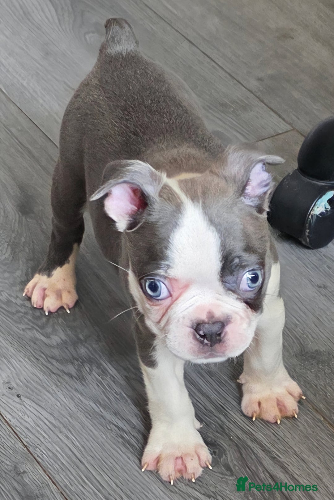 Boston Terrier dogs for sale: last Blue girl Bosto Terrier offers considered  in Leeds - Image 4