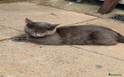 Mixed Breed cats for sale: Kittens for sale  - Image 8