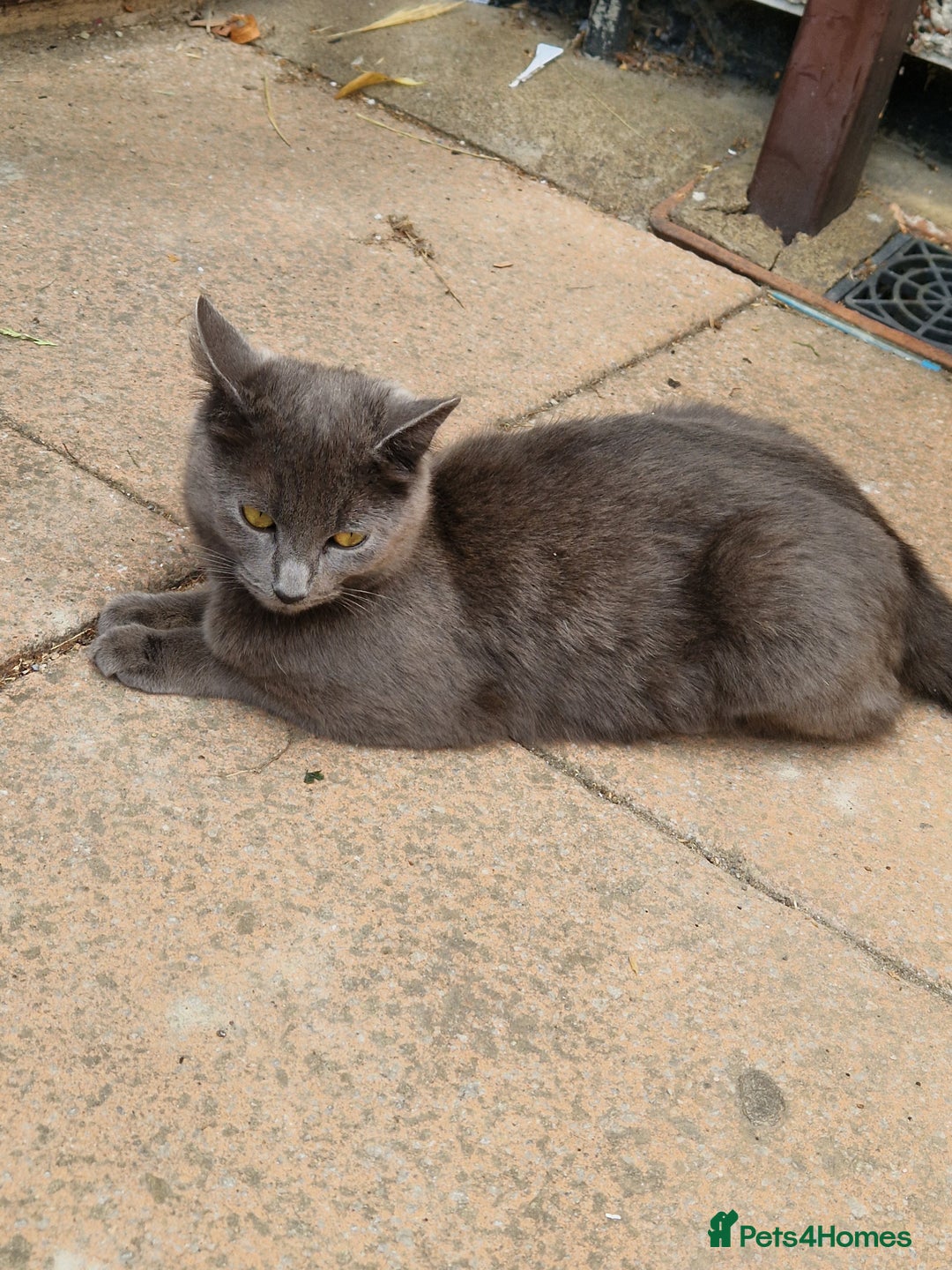 Mixed Breed cats for sale: Kittens for sale  - Image 8