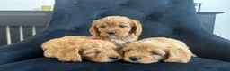 Cavapoo dogs for sale: Stunning F1 Cavapoo health tested parents  - Advert 6