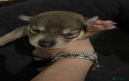 Mixed Breed dogs for sale: Husky staffy cross puppy - Advert 11