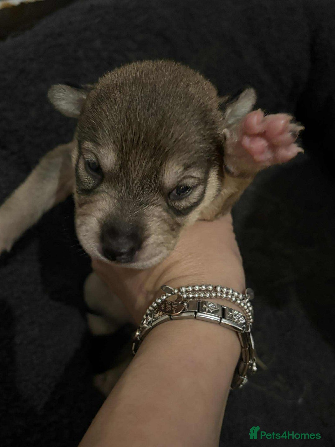 Mixed Breed dogs for sale: Husky staffy cross puppy - Advert 11