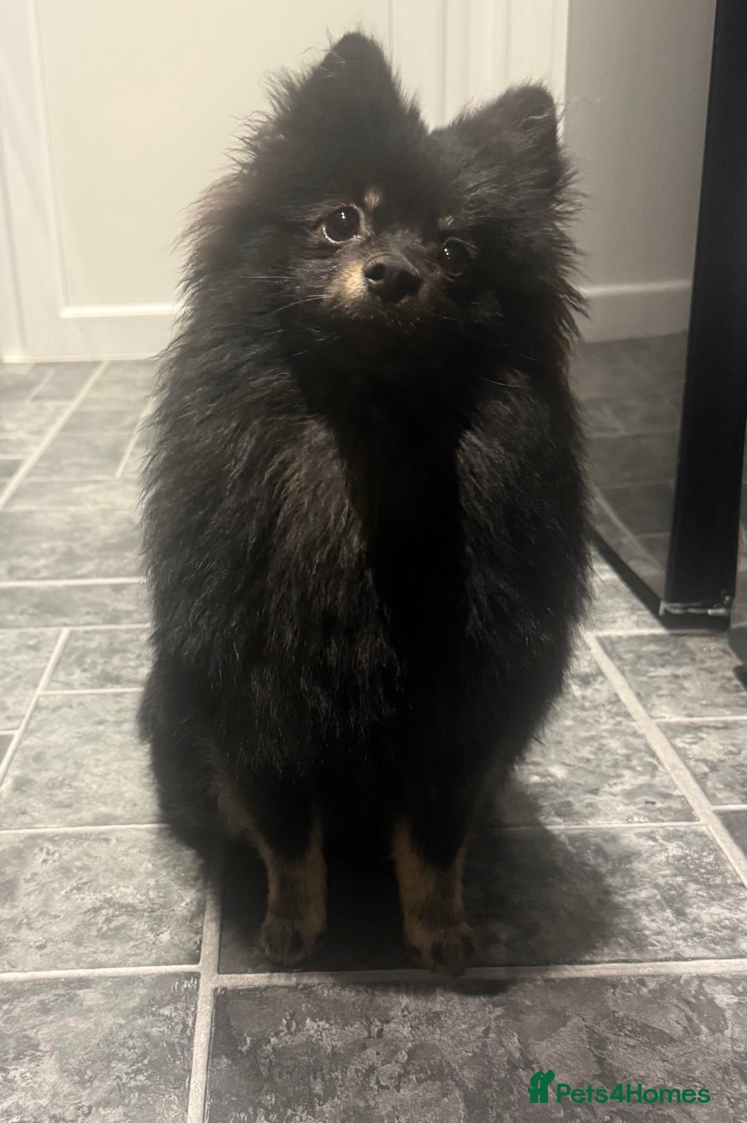 Pomeranian dogs for sale:  Pomeranian girl - Advert 3