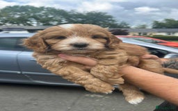 Cockapoo dogs for sale: Cockapoo puppy  - Image 6