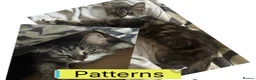 Domestic Shorthair cats for sale: 6 Domestic Shorthairs Available To Loving Home - Advert 10
