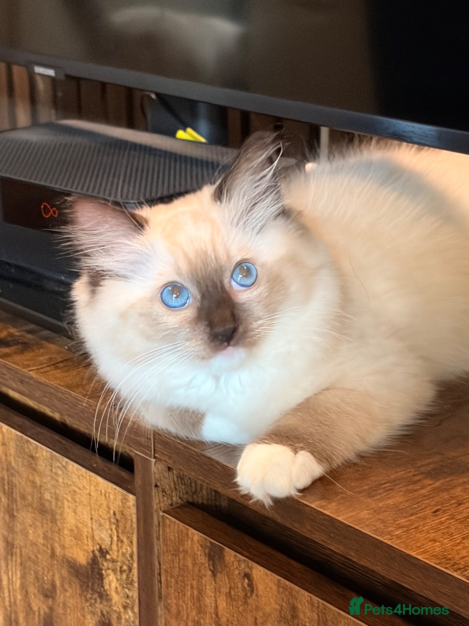 Ragdoll cats 1 left female Ragdoll GCCF Kitten - Advert 10